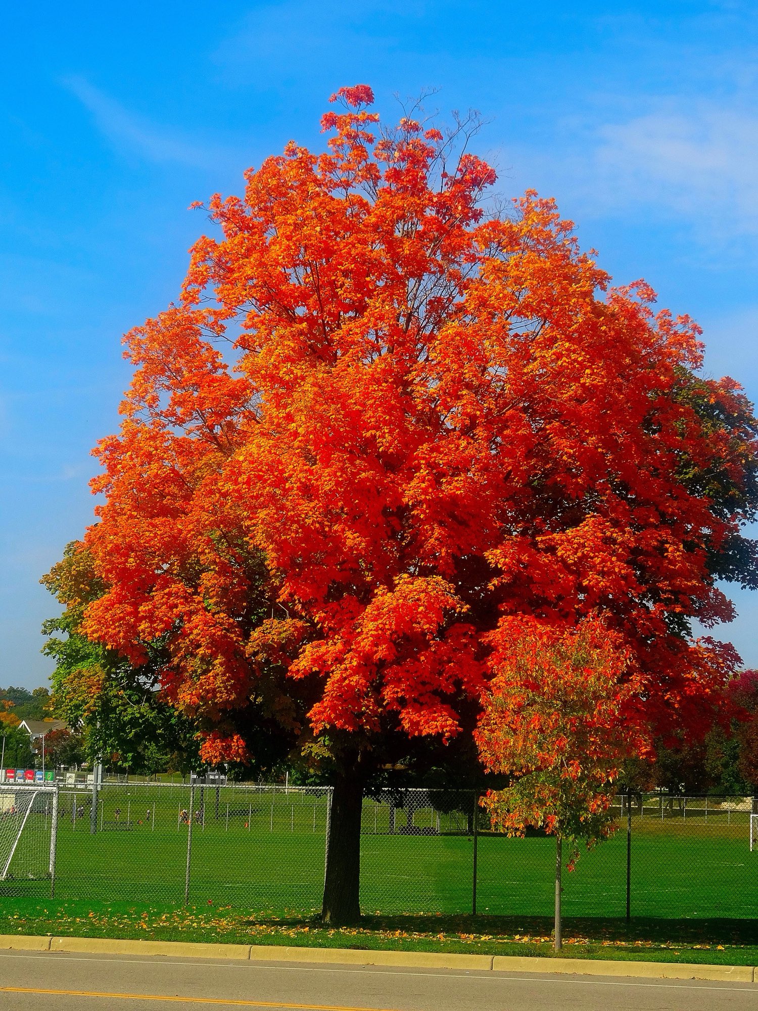 A broad, rounded maple in full autumn orange, standing alone on a lawn beneath a clear blue sky