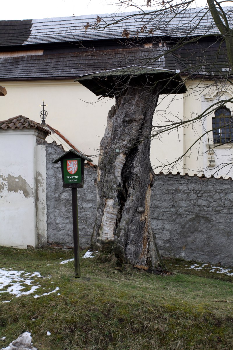 The hollow, weathered stump of an ancient sycamore maple beside a whitewashed wall