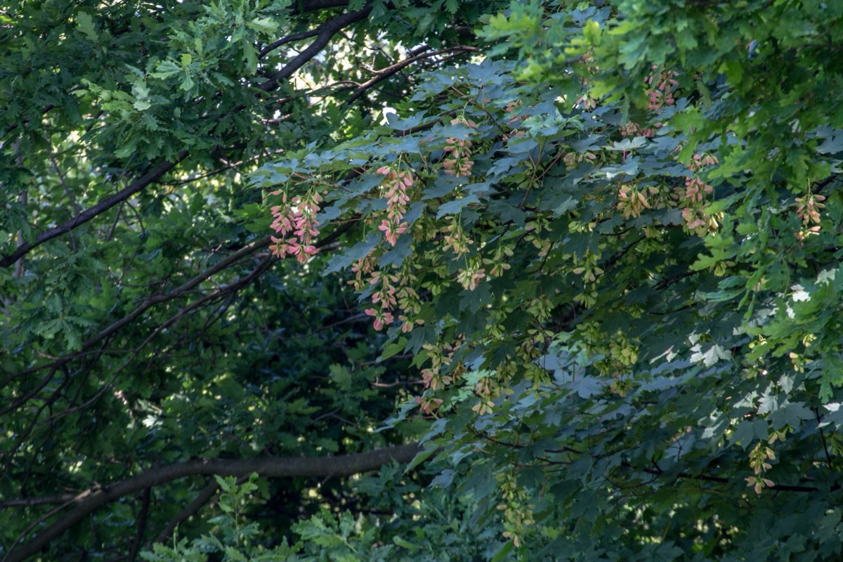 Dense green sycamore maple foliage hung with clusters of pinkish winged seeds