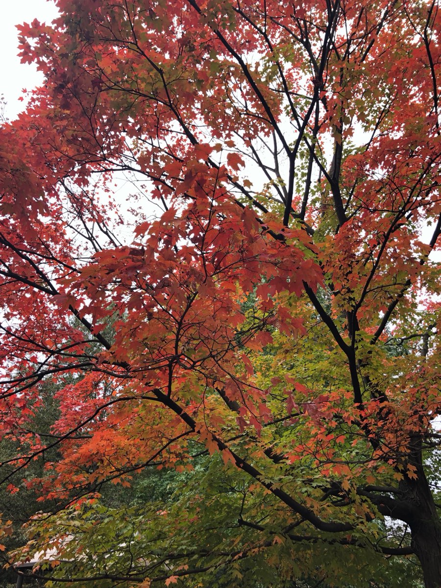 A tall park maple in scarlet and rust-red autumn foliage