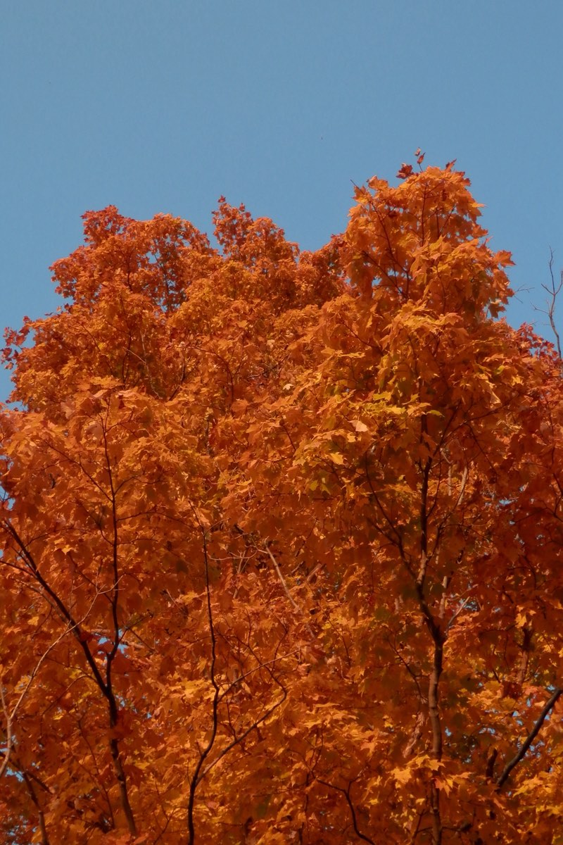 A sugar maple glowing deep orange against a pale blue sky