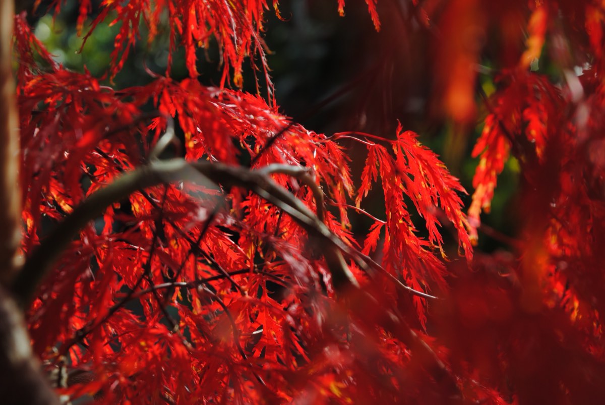 Finely cut, deep red leaves of a weeping maple lit by low autumn sun